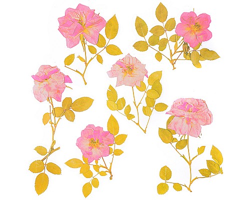 Набор наклеек для творчества "Гербарий. Розовые Розы" до 10x20 см, ПВХ, в пластиковом пакете с блистерным подвесом, ассорти 6 дизайнов