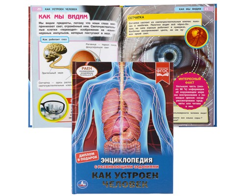 Как устроен человек (энциклопедия А4 с развивающими заданиями)