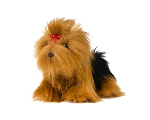 Йоркширский Терьер, 20 см