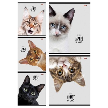 Тетрадь 48л. клетка "Кошачьи мордочки-2" цвет. мелов. обл.