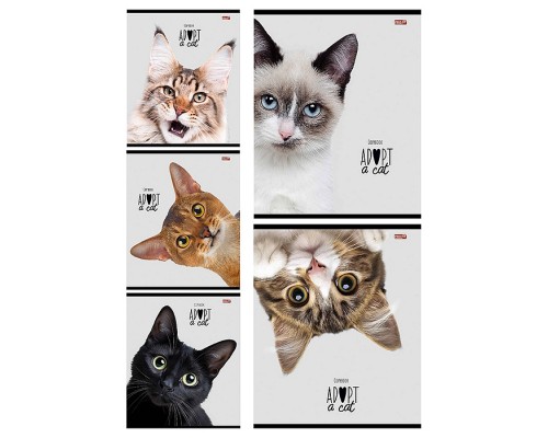 Тетрадь 48л. клетка "Кошачьи мордочки-2" цвет. мелов. обл.