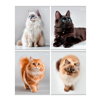 Тетрадь 96л. клетка "Красивые коты"