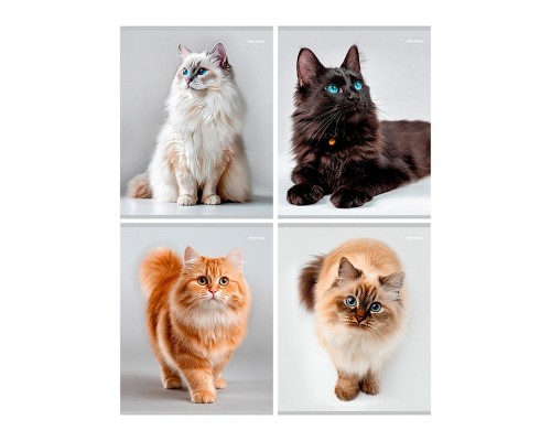 Тетрадь 96л. клетка "Красивые коты"